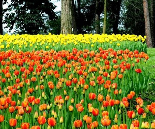 郁金香花海